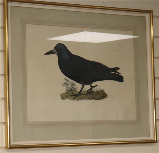 P.J. Selby, three coloured engravings, Black Scoter Male, Hooded Crow and Rook, 18 x 22.5in.